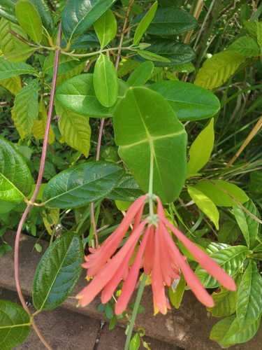 Lonicera sempervirens image