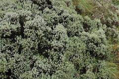 Helichrysum trilineatum