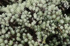 Helichrysum trilineatum