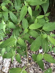 Cornus macrophylla