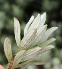 Helichrysum trilineatum