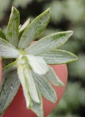 Helichrysum trilineatum