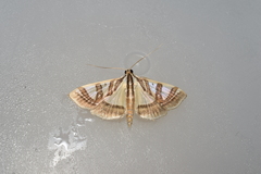 Glyphodes duplicalis