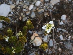 Veronica canterburiensis