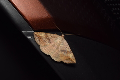 Blasticorhinus unduligera