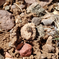 Habronattus gilaensis