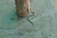 Pseudalsophis elegans