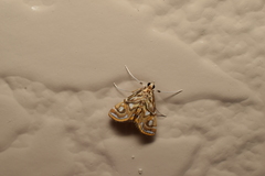 Paracymoriza prodigalis