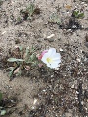 Oenothera californica