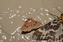 Striglina suzukii