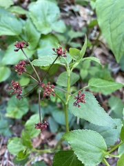 Thaspium trifoliatum trifoliatum
