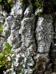 Pertusaria hymenea