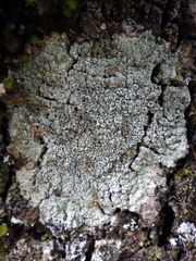 Pertusaria hymenea