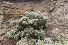 Helichrysum trilineatum