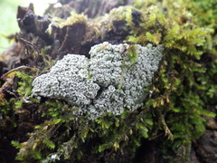 Pertusaria hymenea
