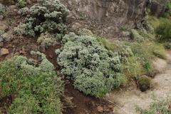 Helichrysum trilineatum