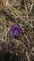 Viola calcarata