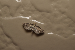Sufetula sunidesalis