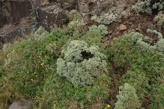 Helichrysum trilineatum