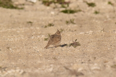 Galerida cristata