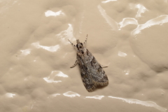 Scoparia congestalis