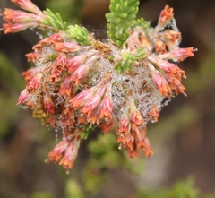 Erica caffrorum
