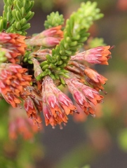 Erica caffrorum