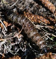 Apamea monoglypha