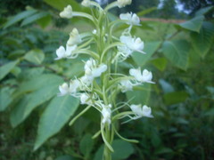 Habenaria commelinifolia
