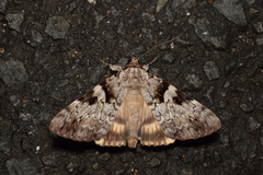 Catocala intacta intacta