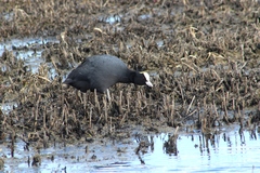 Fulica atra