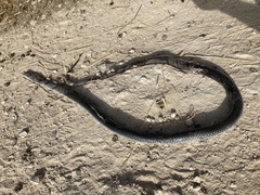 Dolichophis jugularis