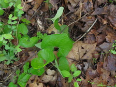 Asarum canadense reflexum
