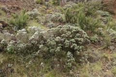 Helichrysum trilineatum