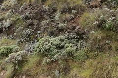 Helichrysum trilineatum