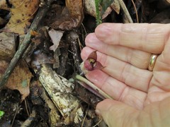 Asarum canadense reflexum