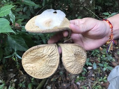 Aspidosperma