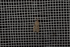 Scoparia congestalis