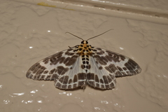 Pogonopygia nigralbata