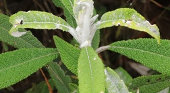 Buddleja loricata