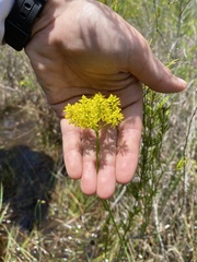 Polygala ramosa
