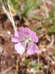 Sidalcea hartwegii
