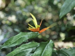 Heliconia aurantiaca