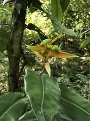 Heliconia aurantiaca