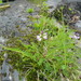 Astragalus alpinus brunetianus - Photo (c) Sean Blaney, algunos derechos reservados (CC BY-NC), subido por Sean Blaney