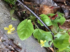 Viola rotundifolia