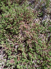 Selaginella rupestris