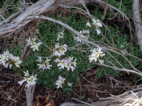 Park rockcress (Boechera fernaldiana)
