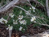 Park Rockcress - Photo (c) Denniey Snyder, some rights reserved (CC BY-NC), uploaded by Denniey Snyder