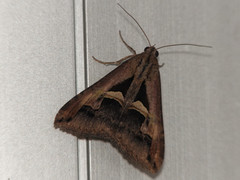 Melipotis bisinuata